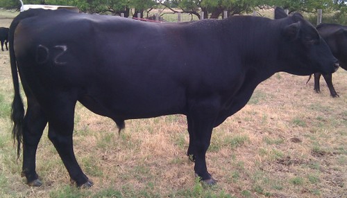 A black Angus bull. 