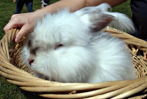Huge furry bunny in a basket