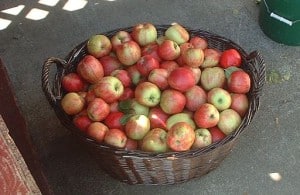 Basket of fresh picked Gravenstein apples, British Columbia, Canada.