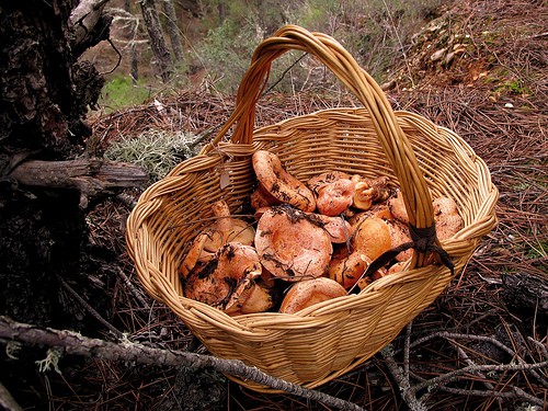 Mushrooms in a basket. 