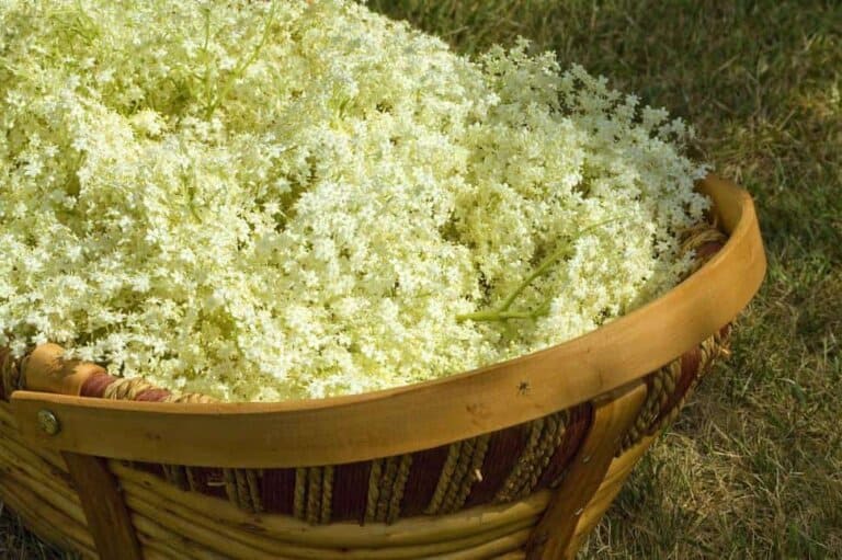 Good news flowers in the Brag Basket