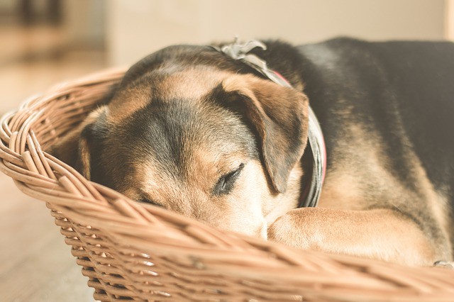 Dog sleeping in a basket