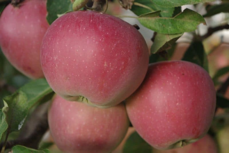 Several apples on a tree, closeup