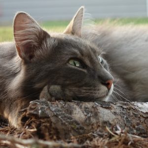 Photo of a fuzzy cat with, resting his jaw on a limb and looking up.