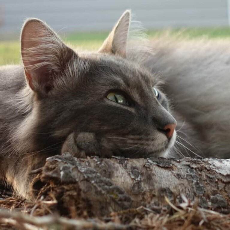 Small town business idea: cat grooming